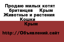 Продаю милых котят--британцев  - Крым Животные и растения » Кошки   . Крым